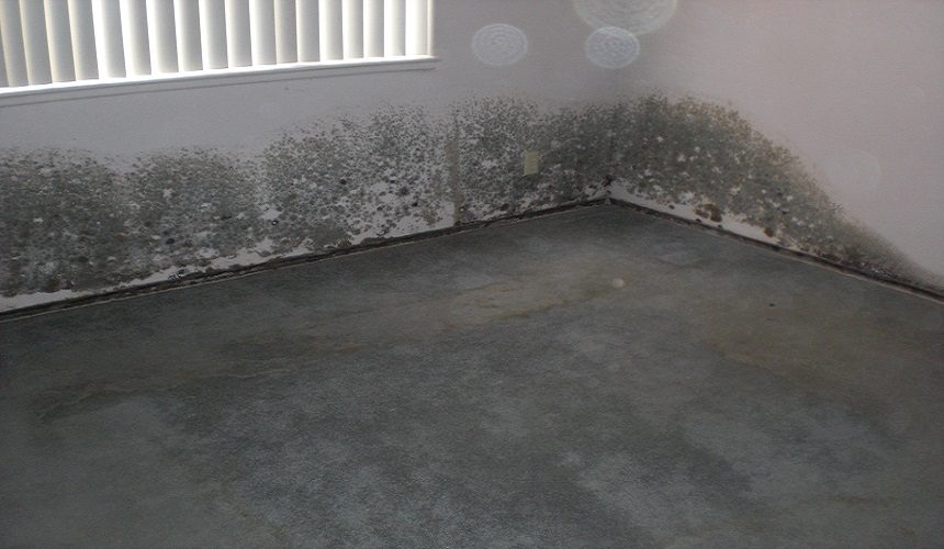 Tips To Prevent Carpet Mold From Water Damage