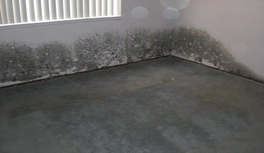 Prevent carpet mold after water damage